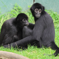 ateles_fuscipes_rufiventris2bd (Ateles fuscipes)