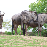 connochaetes_taurinus5bd (Connochaetes taurinus)