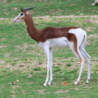 gazella_dama_mhorr3bd (Gazella dama ssp. mhorr)
