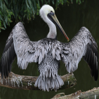 pelican_brun_-_pelecanus_occidentalis9bd (Pelecanus occidentalis)