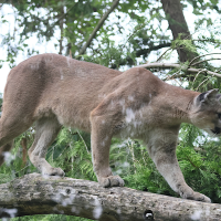 puma_concolor6bd (Puma concolor)