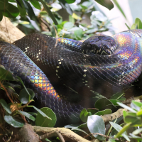 Simalia boeleni (Python de Boelen)