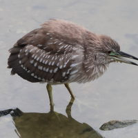 bihoreau_gris_-_nycticorax_nycticorax13bd (Nycticorax nycticorax)