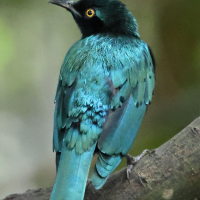 Lamprotornis chalybaeus (Choucador à oreillons bleus)