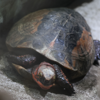 Cuora bourreti (Tortue-boîte de Bourret)