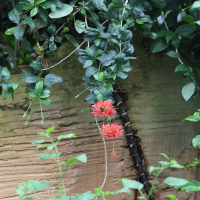 hibiscus_schizipetalus3bd (Hibiscus schizopetalus)