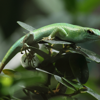 Lamprolepis smaragdina (Scinque émeraude)
