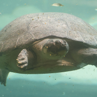 podocnemis_expansa4bd (Podocnemis expansa)