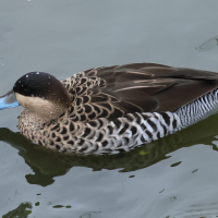 sarcelle_versicolore_-_anas_versicolor2bd (Anas versicolor)