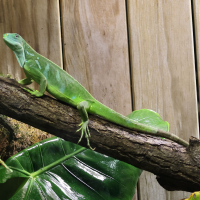 brachylophus_bulbula4bd (Brachylophus bulabula)