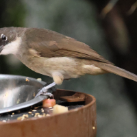 Chlorocichla simplex (Bulbul modeste)