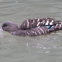 Anas sparsa (Canard noirâtre)