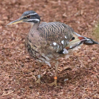 caurale_soleil_-_eurypyga_helias5bd (Eurypyga helias)