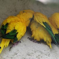 conure_doree_-_guaruba_guarouba3bd (Guaruba guarouba)