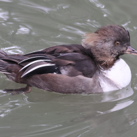 harle_couronne_-_lophodytes_cucullatus8bd (Lophodytes cucullatus)