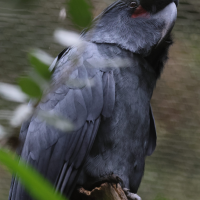 microglosse_-_probosciger_aterrimus3bd (Probosciger aterrimus)