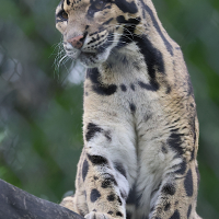 neofelis_nebulosa4bd (Neofelis nebulosa)