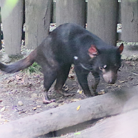 sarcophilus_harrisii2md (Sarcophilus harrisii)