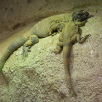 sauromalus_ater2bd (Sauromalus ater)