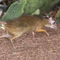 tragulus_javanicus2bd (Tragulus javanicus)