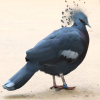 Goura victoria (Goura de victoria)