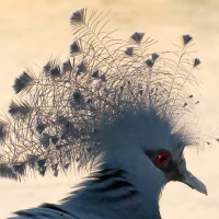 goura_de_victoria_-_goura_victoria2bd (Goura victoria)