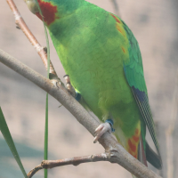 perruche_de_latham_-_lathamus_discolor2bd (Lathamus discolor)