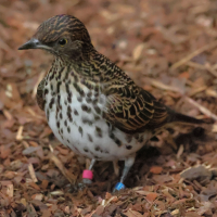 Cinnyricinclus leucogaster (Spréo amethyste, Etourneau amethyste)