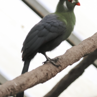 touraco_a_joues_blanches_-_1bd (Tauraco leucotis)