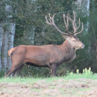 cervus_elaphus10bd (Cervus elaphus)