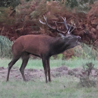 cervus_elaphus11bd (Cervus elaphus)