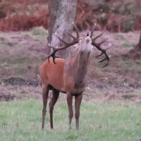 cervus_elaphus12bd (Cervus elaphus)