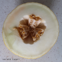 cucumis_melo9md (Cucumis melo)