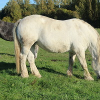 Equus caballus (Percheron)