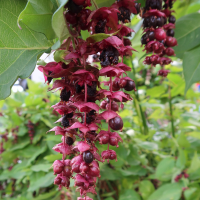 leycesteria_formosa7md (Leycesteria formosa)