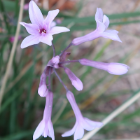 tulbaghia_violacea5md (Tulbaghia violacea)