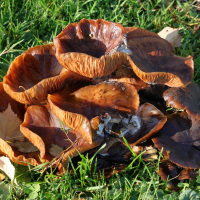 armillaria_mellea3md (Armillaria mellea)