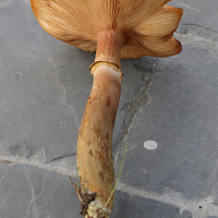 armillaria_mellea5md (Armillaria mellea)