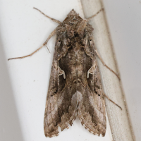 Autographa gamma (Lambda)