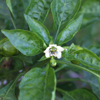 capsicum_annuum7md (Capsicum annuum)