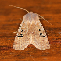 Conistra rubiginosa (Orrhodie grise)