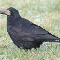 Corvus frugilegus (Corbeau freux)