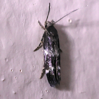 Mompha subbistrigella (Mompha)