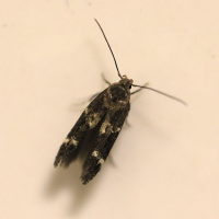 mompha_subbistrigella2md (Mompha subbistrigella)