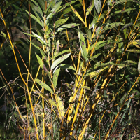 salix_viminalis2md (Salix viminalis)