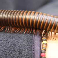 Telodeinopus sp. (Mille-pattes géant africain)