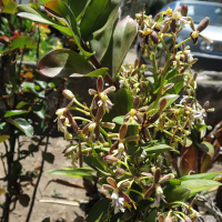 Epidendrum exasperatum (Epidendrum)