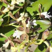 epidendrum_exasperatum2md (Epidendrum exasperatum)