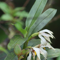 Maxillaria inaudita (Maxillaria)