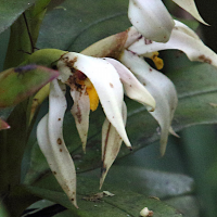 maxillaria_inaudita2md (Maxillaria inaudita)